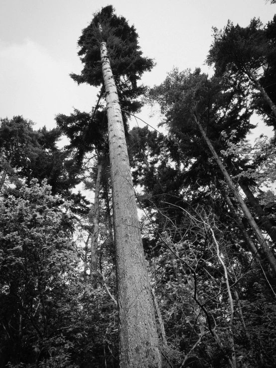 a large tree with some green trees in the background