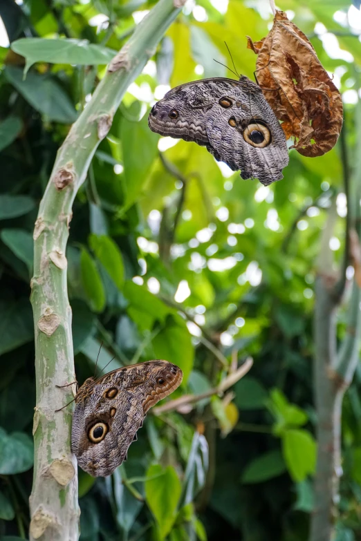 two erfly perching on nches in a forest