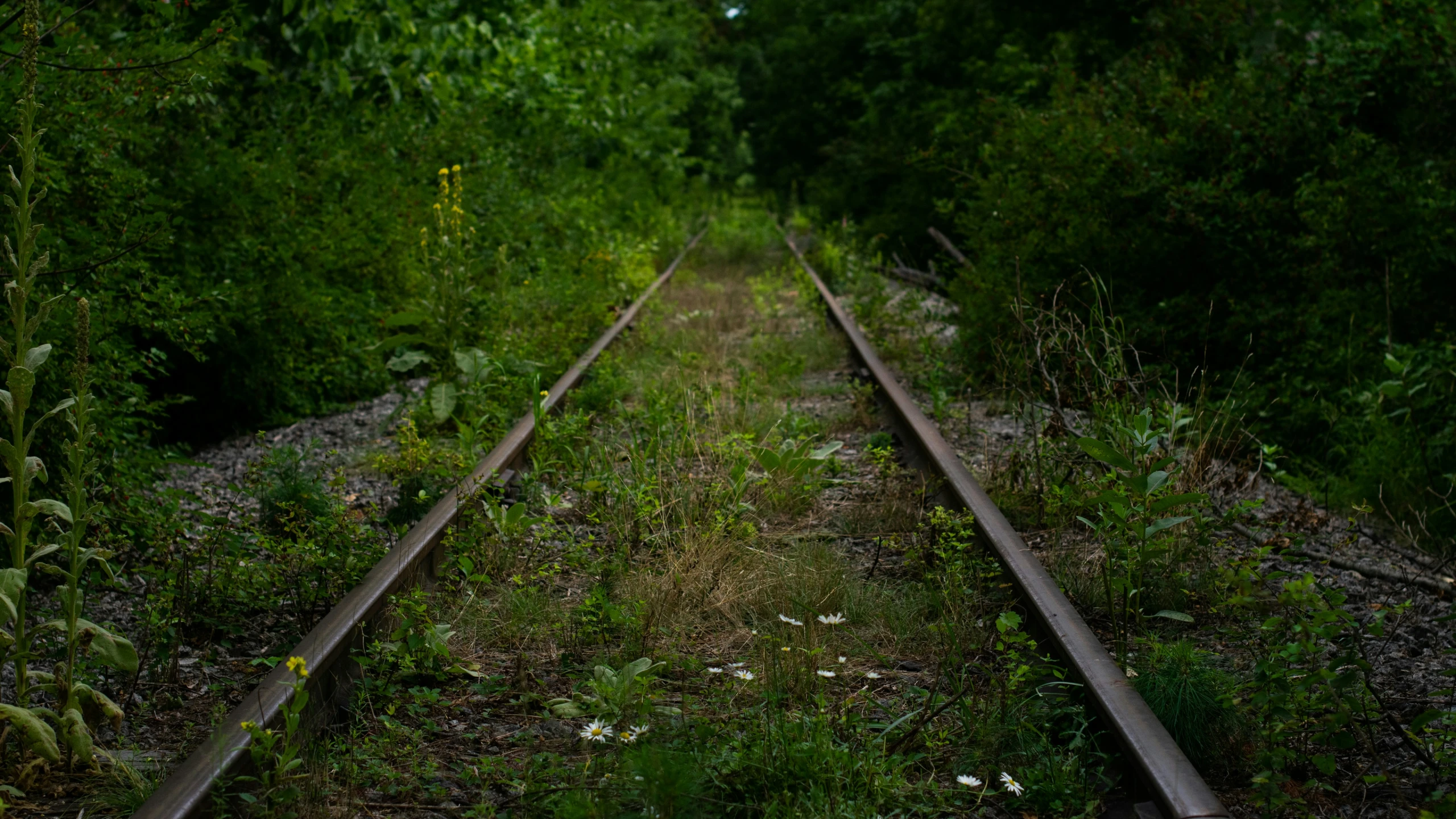 a set of train tracks running through a forest