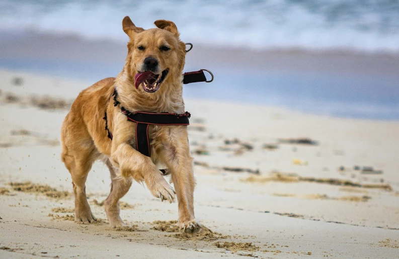 a dog running along the beach near water