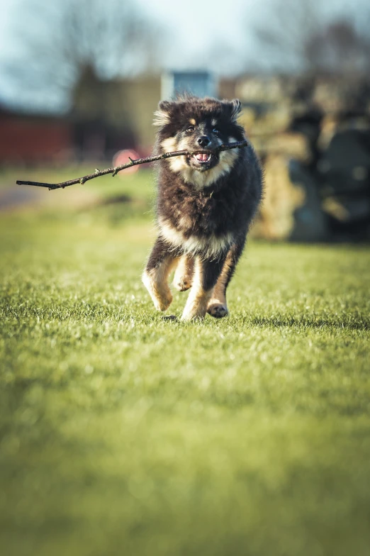 a dog runs with a stick in it's mouth