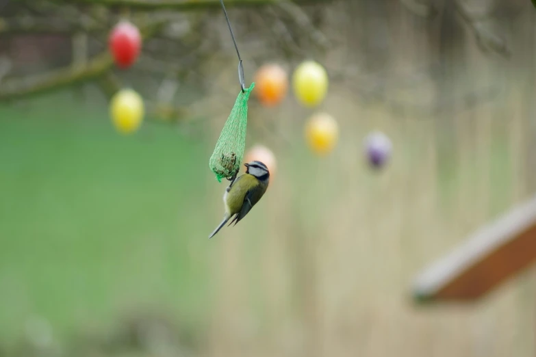 a bird with a green head and long tail perched on a string hanging from a nch