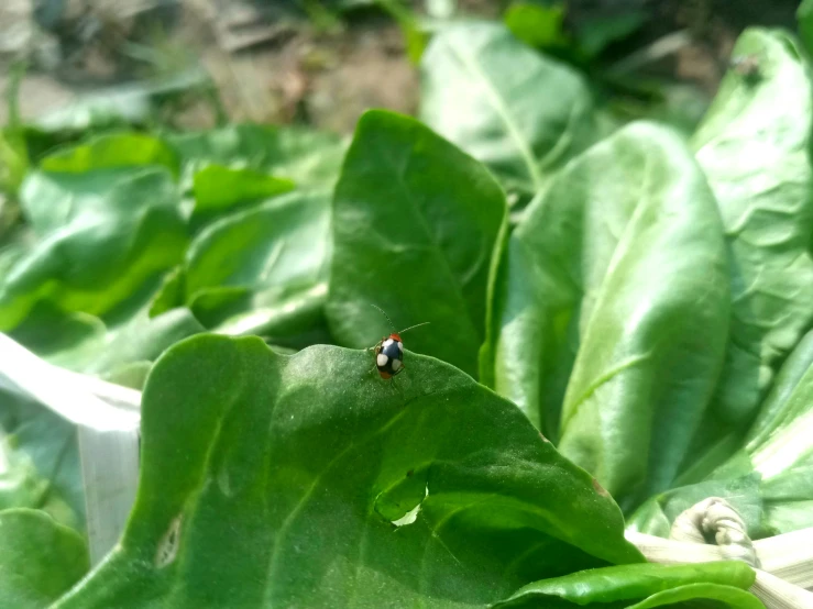 some green leaves and two bug sitting on the top