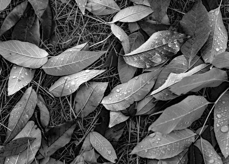 black and white po of leaves in the ground