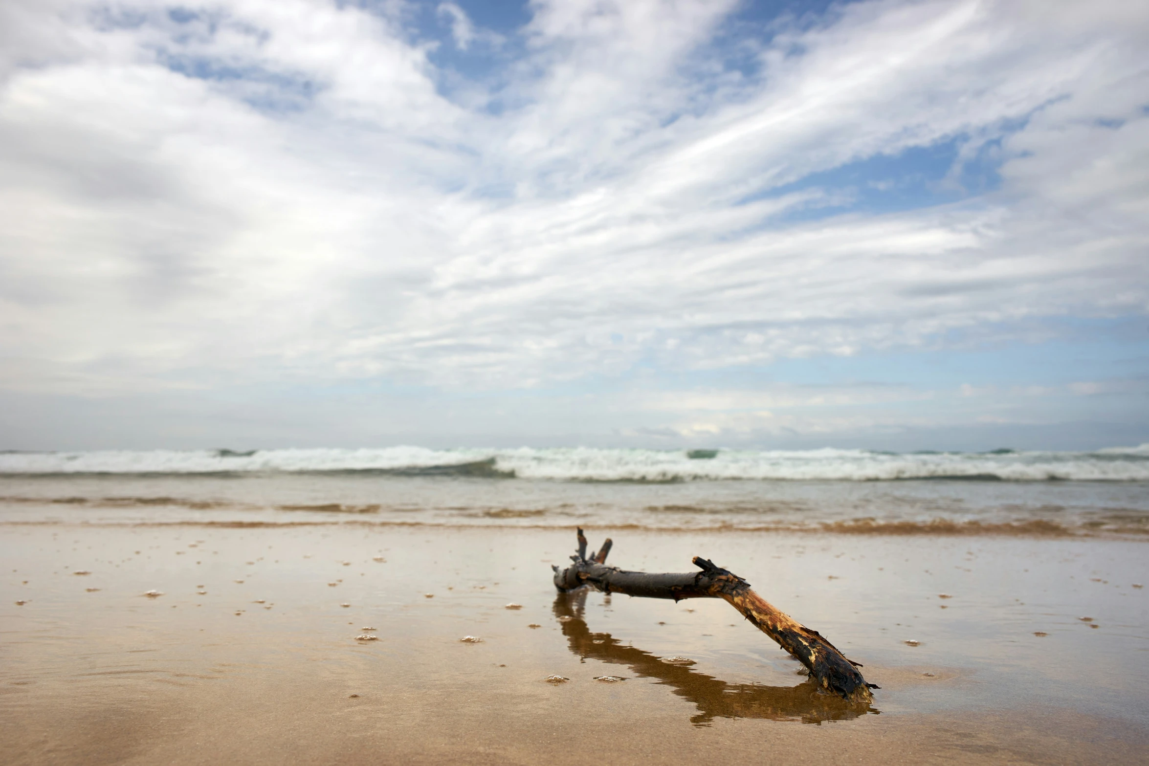 a tree nch laying in the sand on the beach