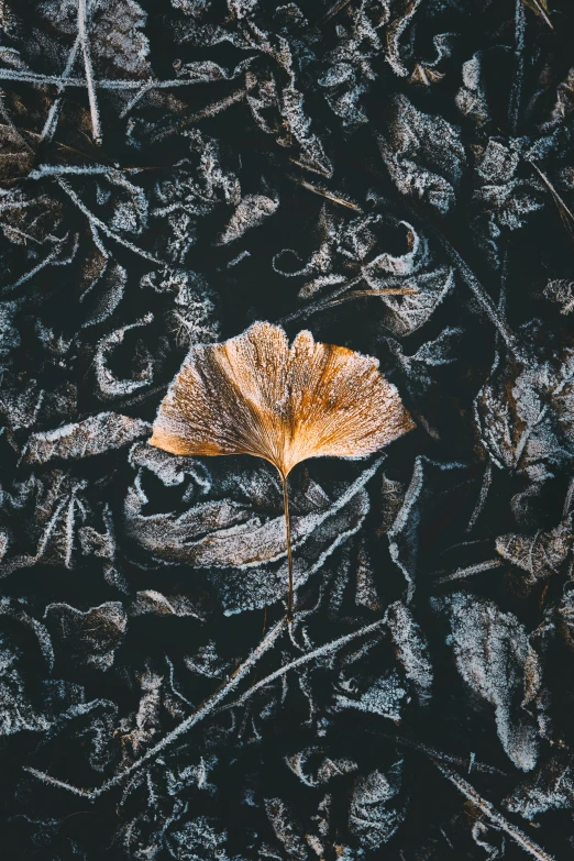 a dried leaf that is on the ground