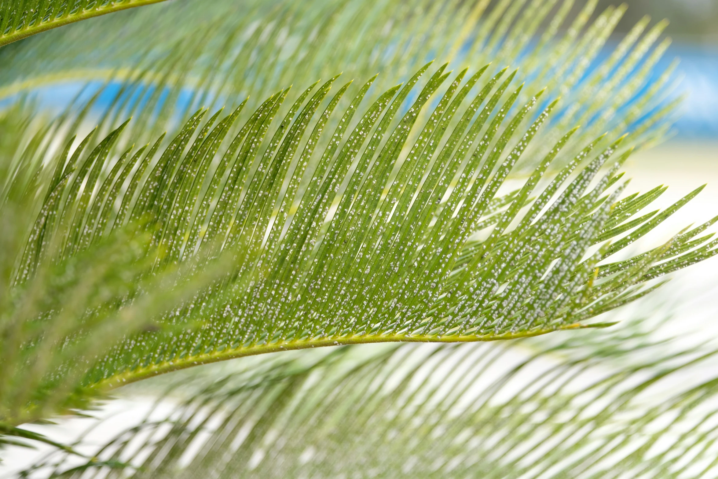 a plant with thin leaves sitting outside