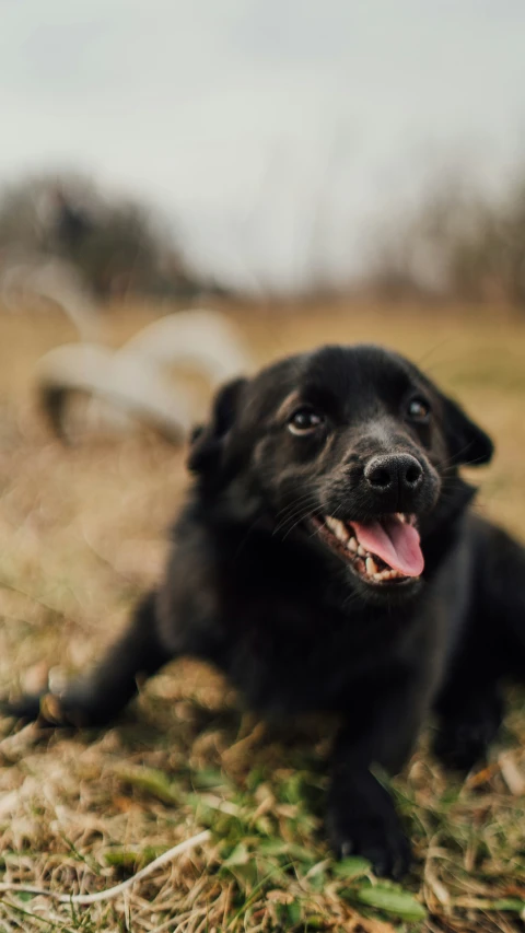 a black puppy with it's tongue out lying in the grass