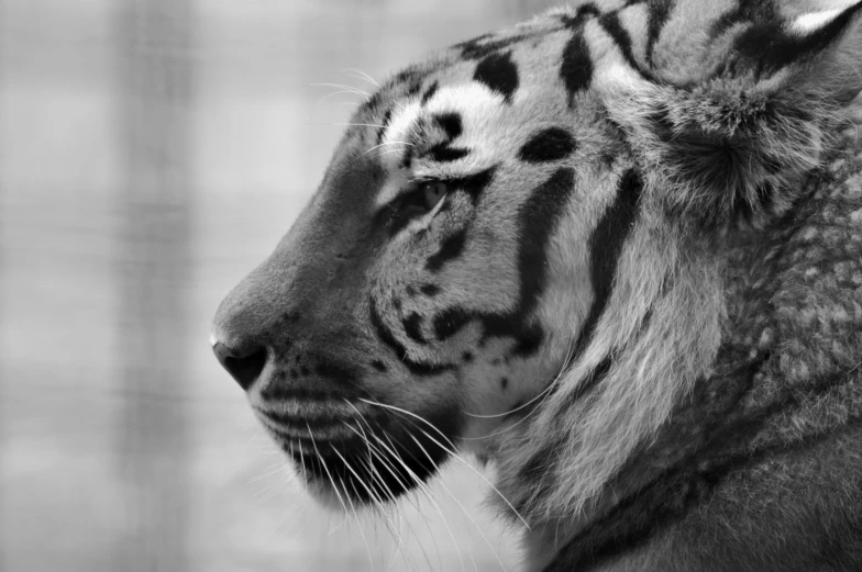 a black and white image of a tiger looking at soing in the distance