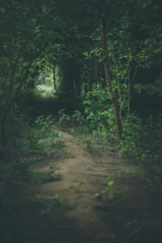 a narrow dirt road running through a wooded area