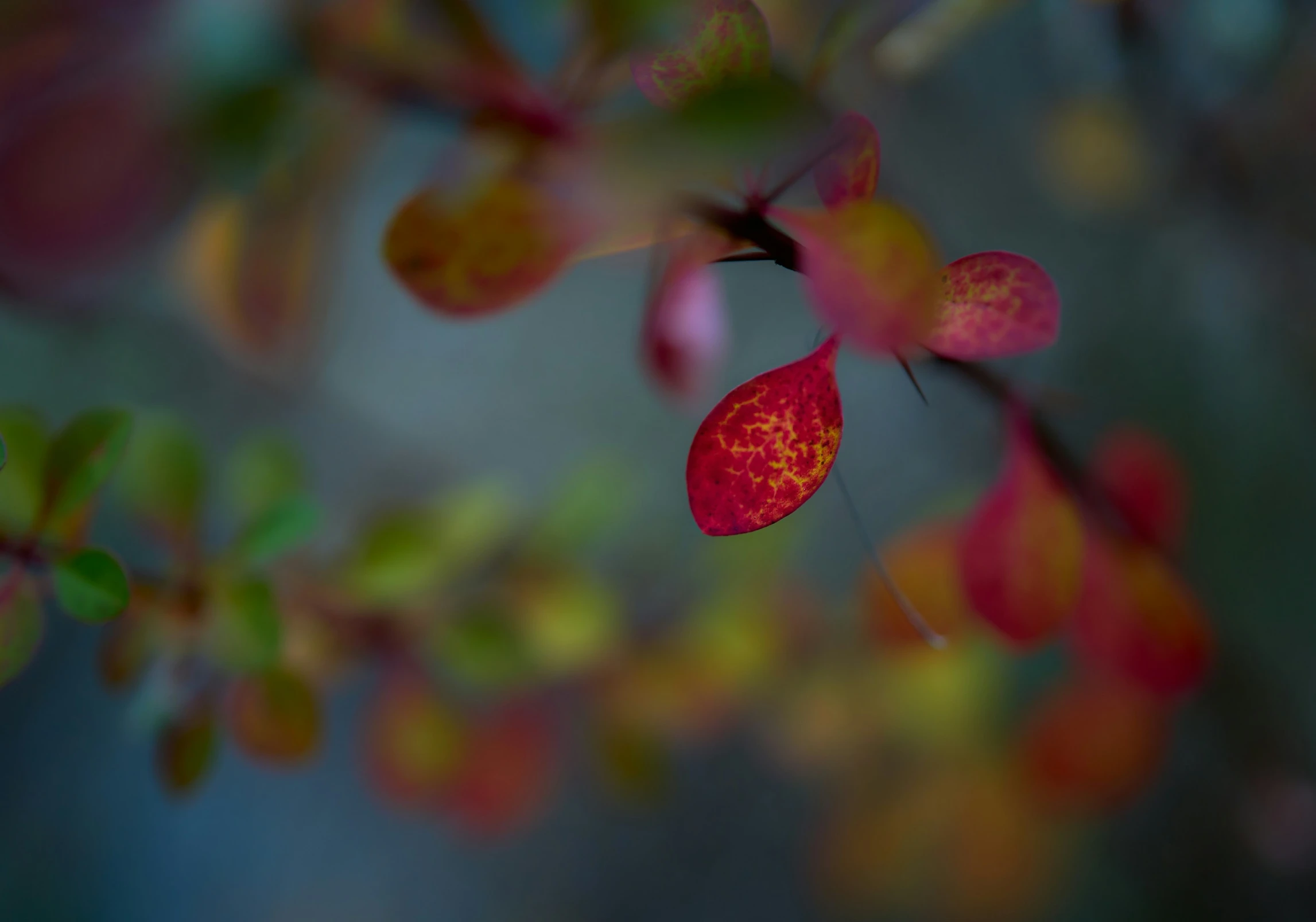 an image of some red flowers on tree nches