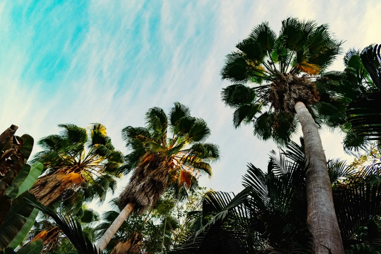 the view from below of palm trees