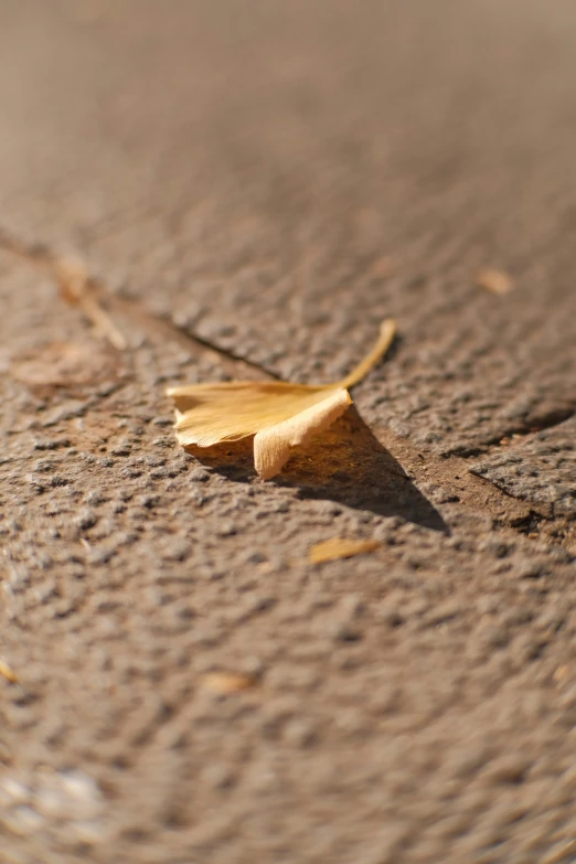 a fallen leaf sitting on the side of the road