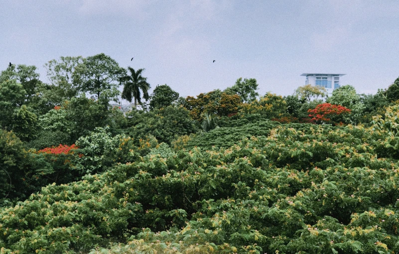 trees in a forest next to a metal tower