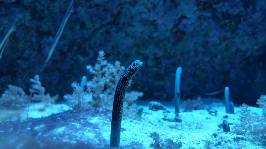 this strange ocean creature was pographed in a deep blue sea