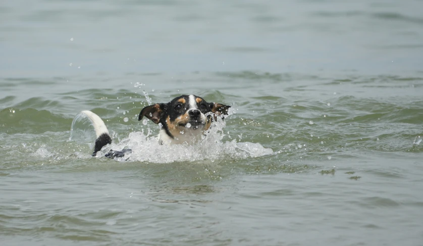 a dog that is swimming in some water