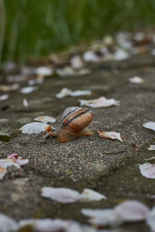 a snails shell sitting on top of a ground