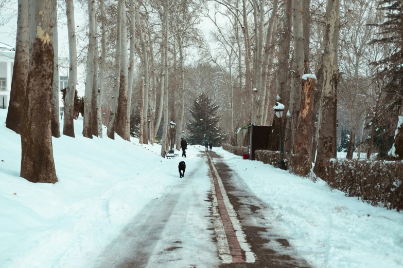 the person is walking her dog in the snow