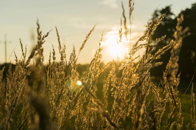 a po of some grass and the sun in the background