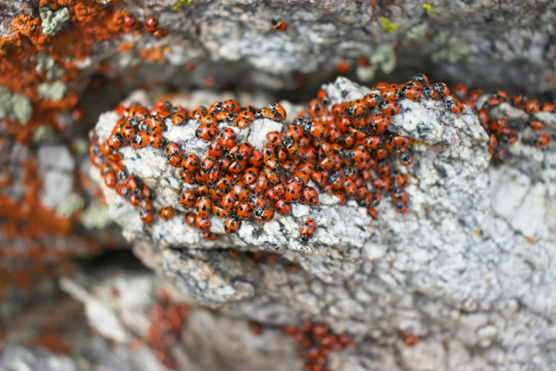 red bugs all over the surface of the rock