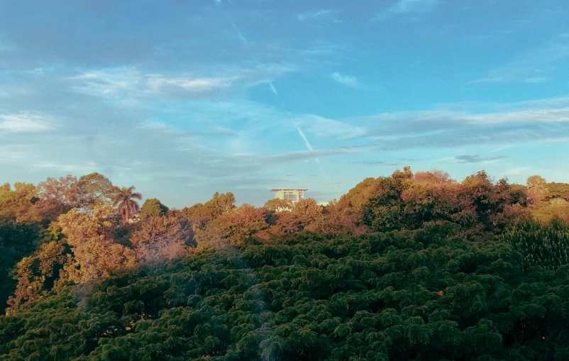 the sky is over a green forest