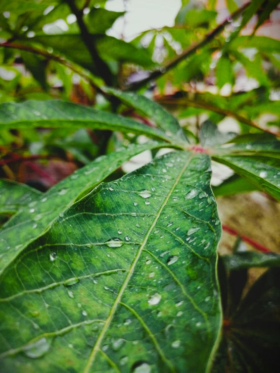 a large green leaf covered in rain drops