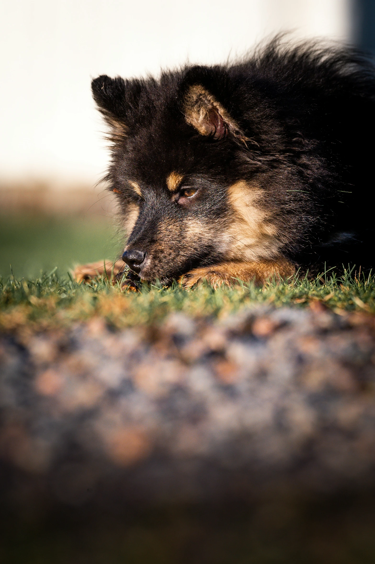 a dog is laying on the grass looking at soing