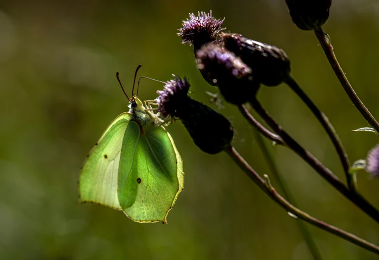 a green moth resting on a small flower