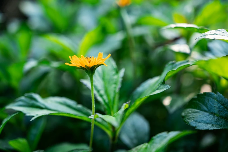 a yellow flower that is growing in the dirt