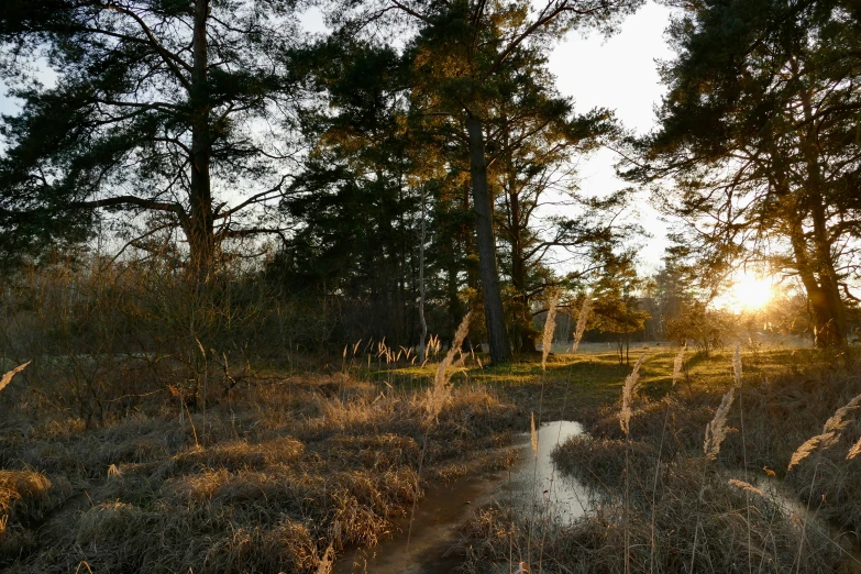 a trail in a wooded area near some trees