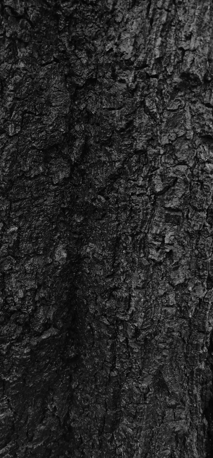 an abstract pograph of tree bark that is black