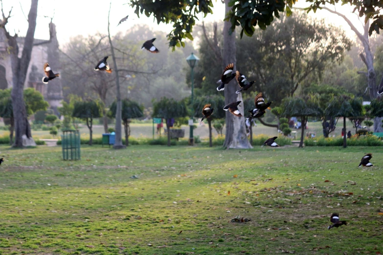 a grassy park filled with birds flying around trees