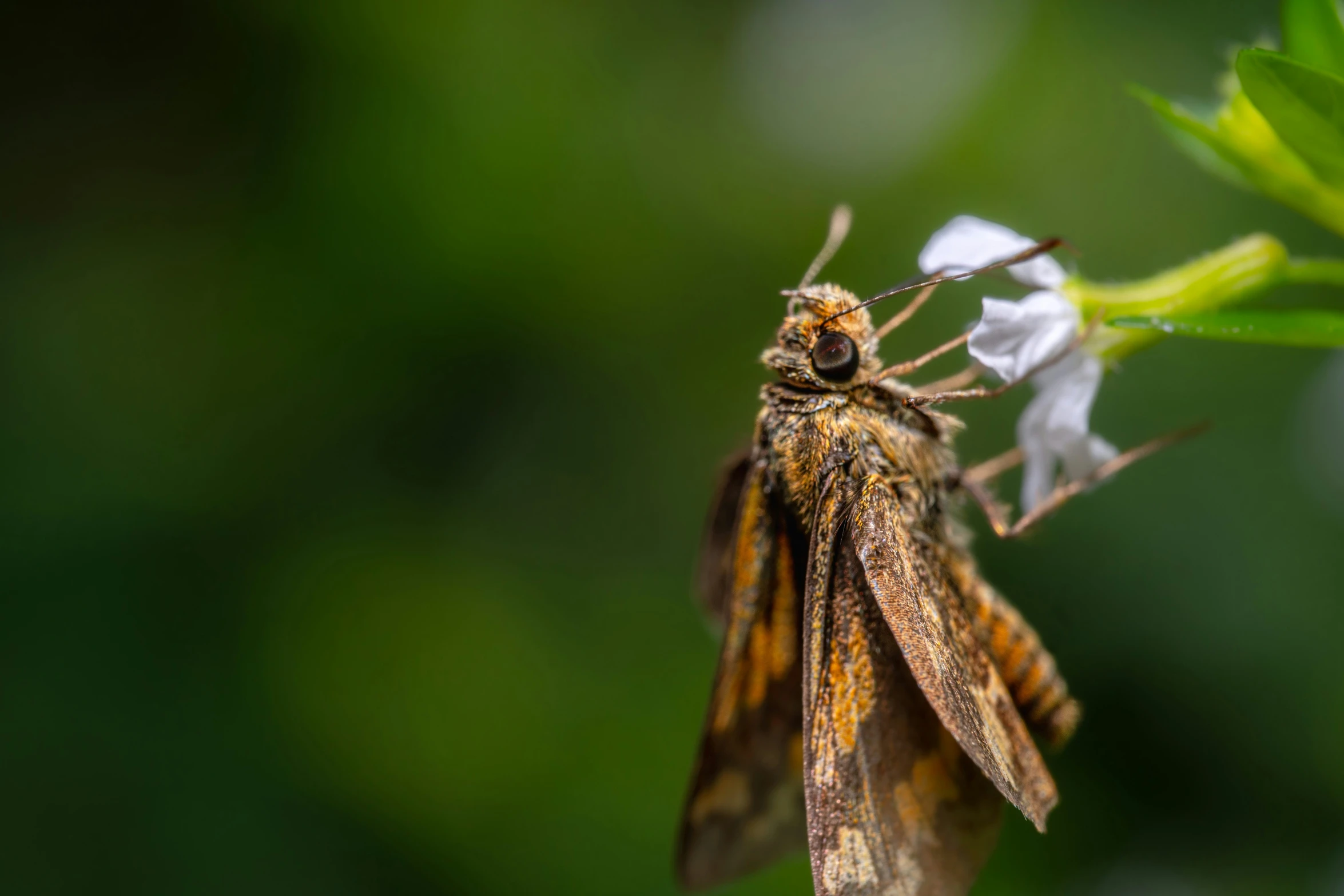 close - up of a small insect with long antennae on top of a green plant