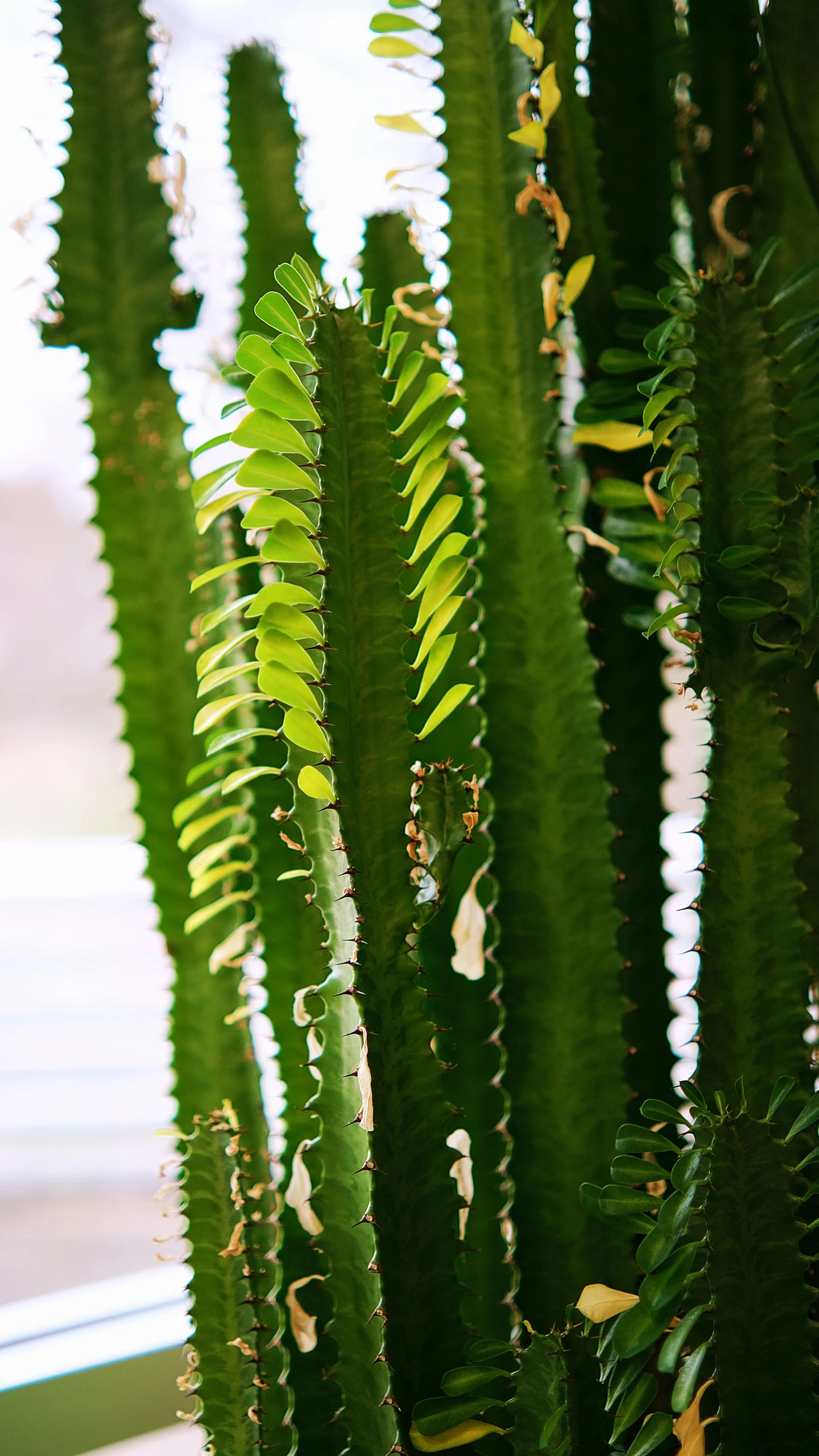 a close up of a very green plant with leaves