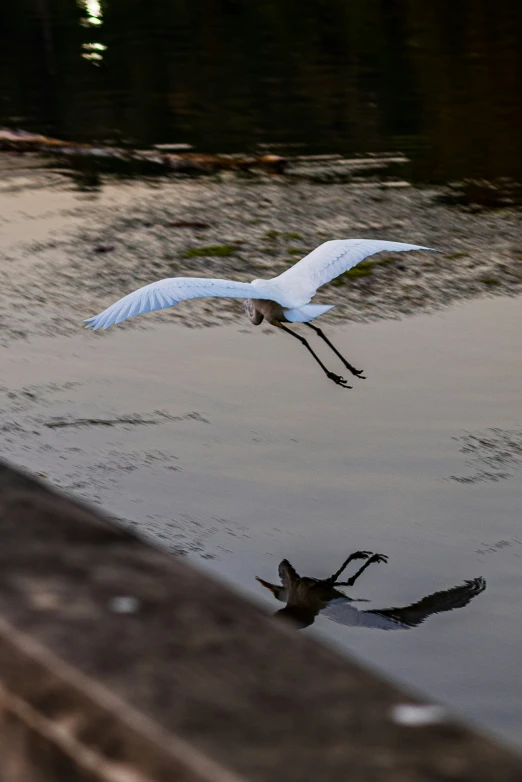 a bird that is flying in the air over water