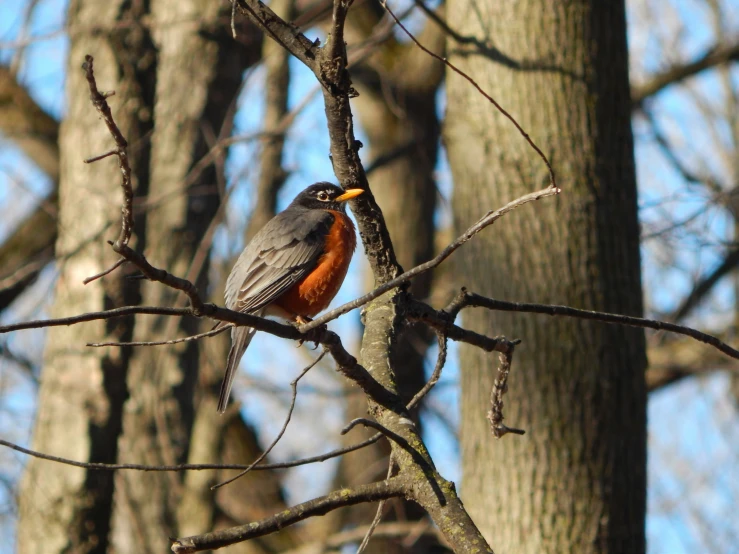 a bird is sitting on the limb of a tree