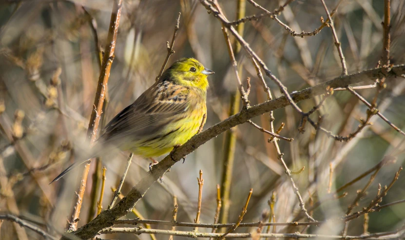 a small bird sitting on the nch of a tree