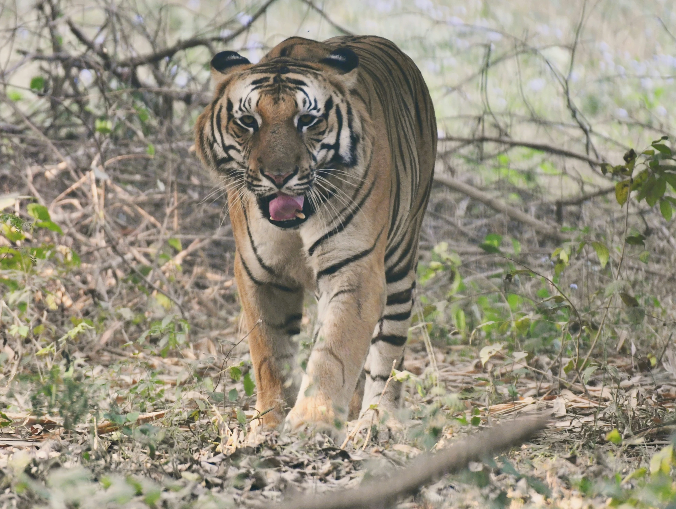 a tiger walking in the forest looking towards the camera