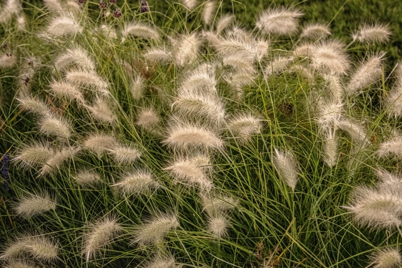 some white flowers are in some tall grass