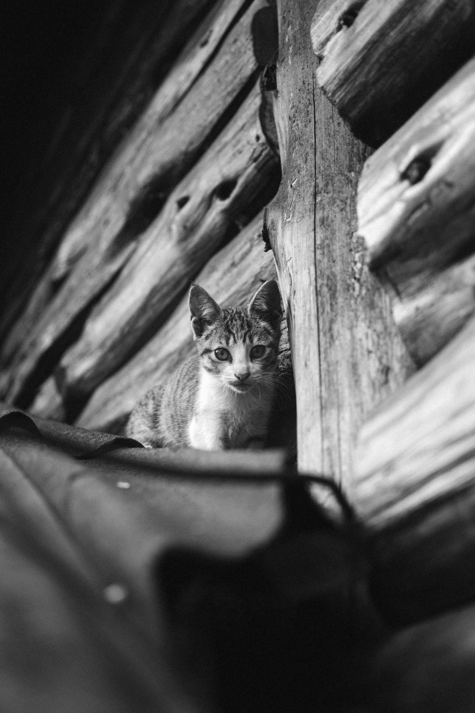 a cat standing up close next to a wooden beam