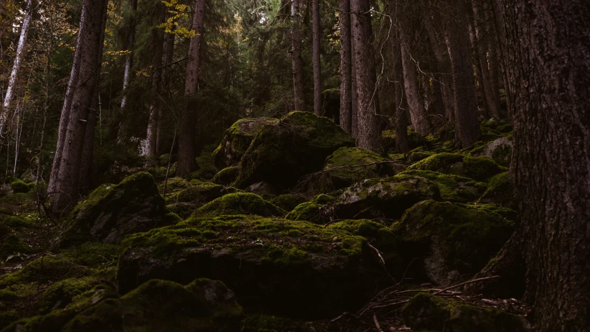 a group of trees that have green moss growing on them