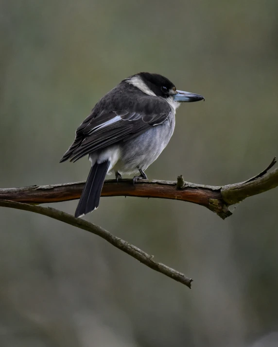 a small bird perched on a nch in the woods