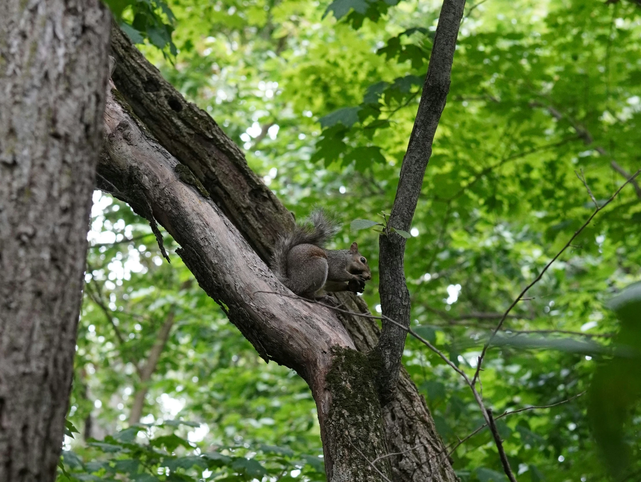 an animal sits in a tree near the nches