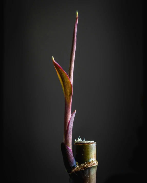 purple flower in the pot sitting on a table