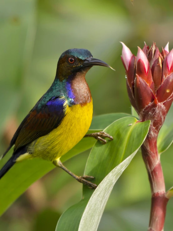 a colorful bird sits on the top of a green plant