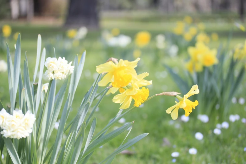 there are many yellow and white flowers near each other