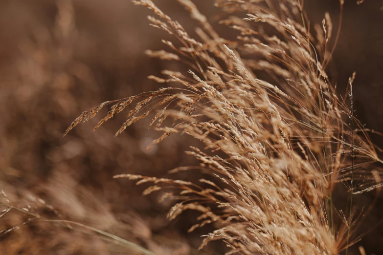 some brown grass with brown stems moving in the wind