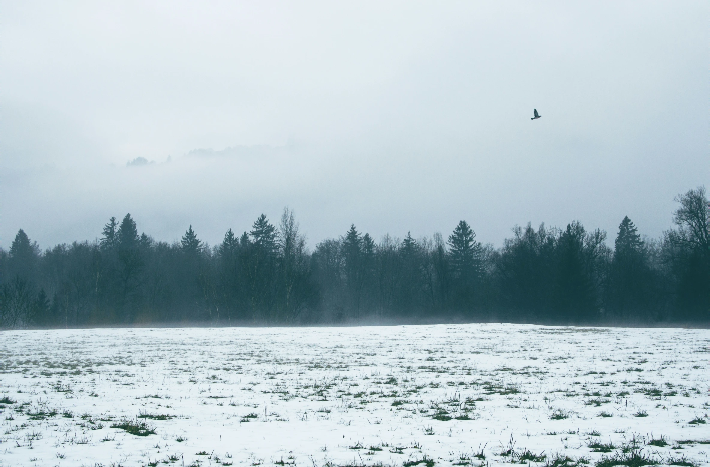 a snowy field with trees and snow on the ground