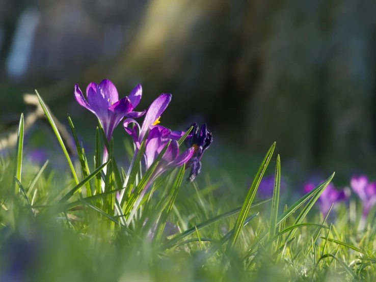 purple flowers are growing on green grass in the sun