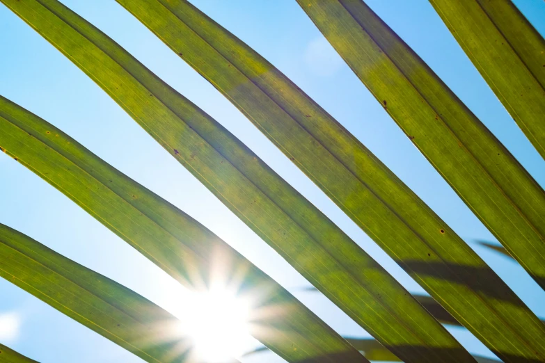 the sun shines through an overhanging, green leaf